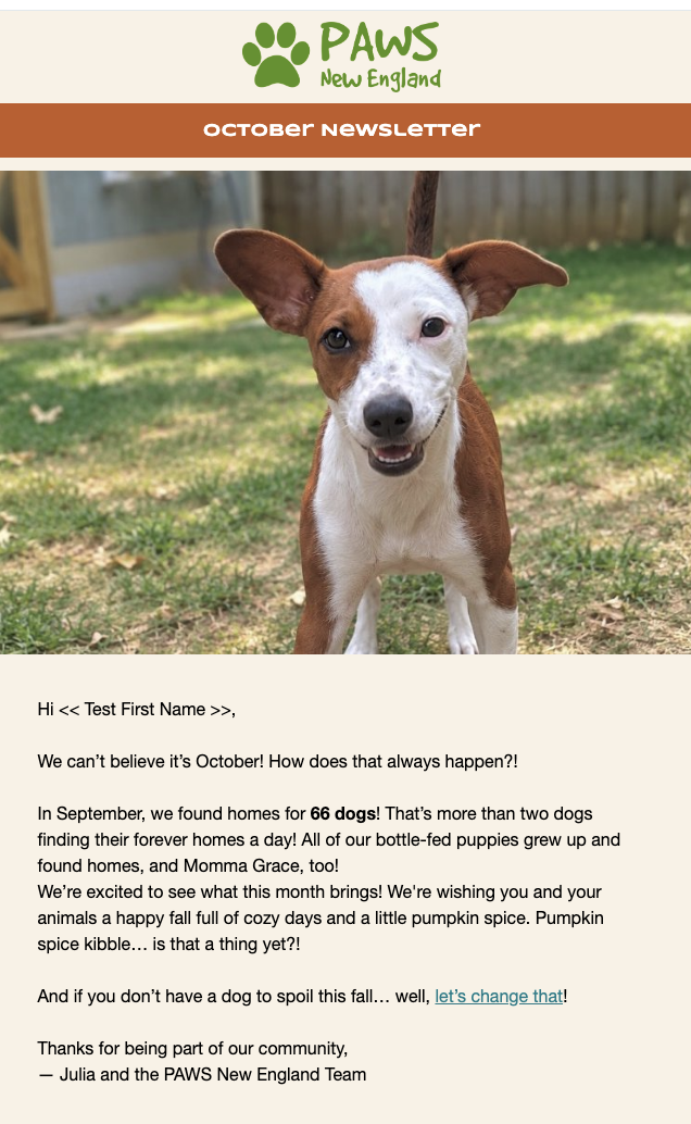 Preview of the PAWS New England October newsletter, featuring a dog and a friendly update message.