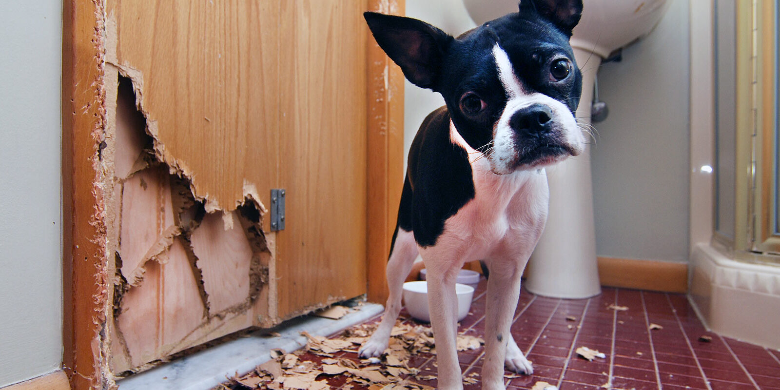 A dog next to a door with chewed-up wood and debris on the floor.